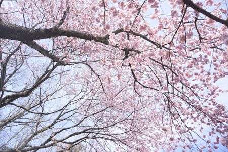 気の早い桜