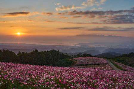 朝日とコスモスに包まれて