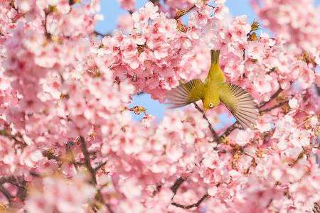 桜の蜜に誘われて・・・ 