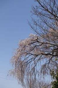 枝垂桜