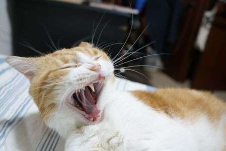 フギャー眠いニャー