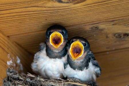 ツバメの赤ちゃん
