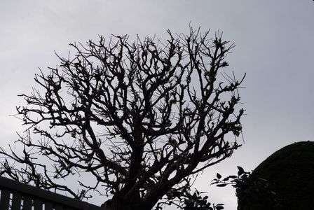 春を待つ　梅の木