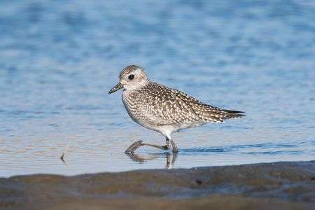 #ダイゼン#さん