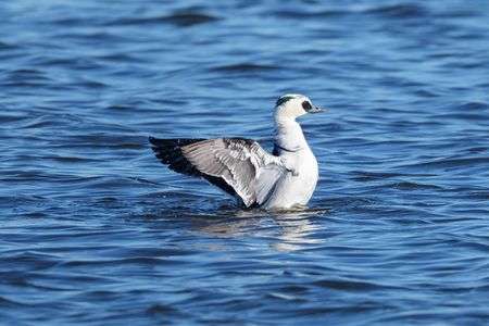 #ミコアイサ#♂さんの水浴び