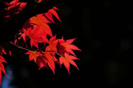 春に紅葉する品種