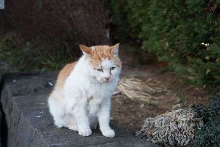 今日のにゃんこ