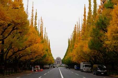 外苑銀杏並木状況