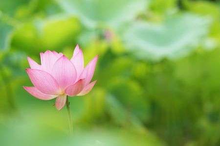 近所のハスまつり