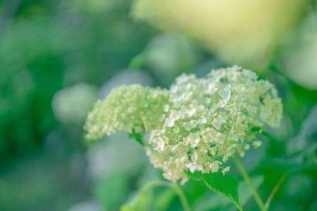 あじさい #新人応援CP2023#