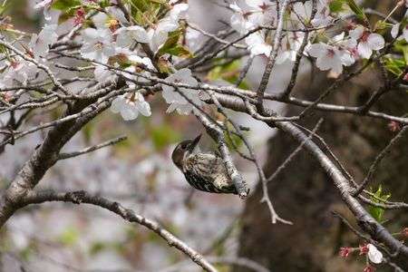 桜とにらめっこ