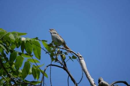 朝の発声練習～ホーホケキョ