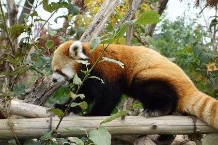 秋色のレッサーパンダ