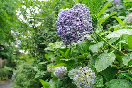 雨に濡れる花びらが開ききる前の紫陽花