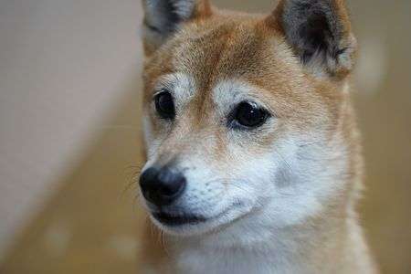 緊張している小春