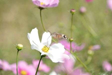 コスモス畑に　お客様