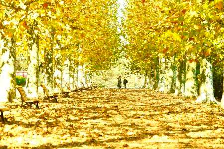 新宿御苑ポプラ並木。