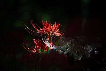 彼岸花赤と白。