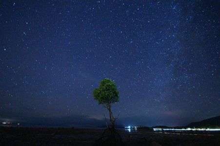 ヒルギに降りそそぐ星
