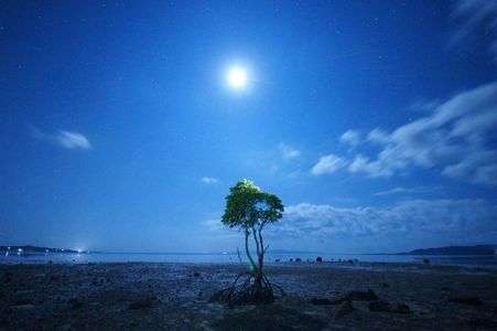 ヒルギ照らす月