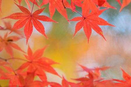 常寂光寺、秋の散策