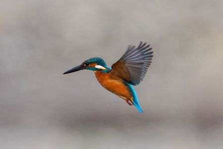 カワセミくんのホバリング