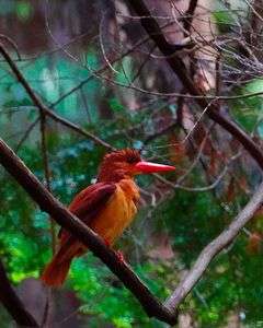 たまたま出会ったアカショウビン