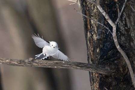 枝へ降り立つシマエナガ
