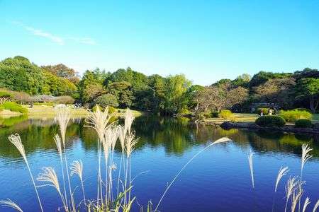 新宿御苑のススキ