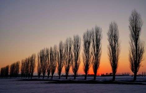 ポプラ　春の宵