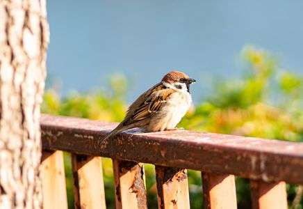 丸々のスズメちゃん