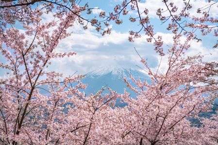 桜と富士
