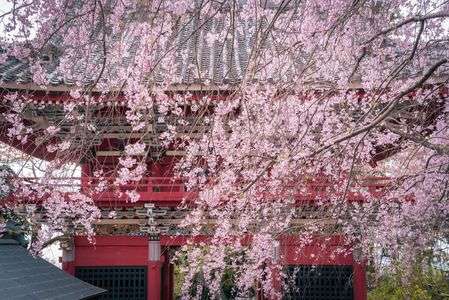 花とお寺