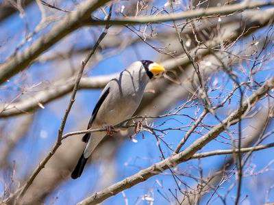初見（イカル）