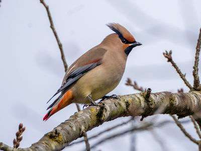 お姿、美しいと思う（ヒレンジャク）