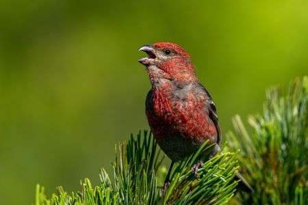 今季一番のお気に入りのギンザンマシコかな？