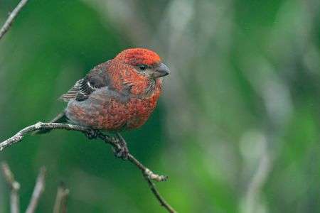 ギンザンマシコ雄