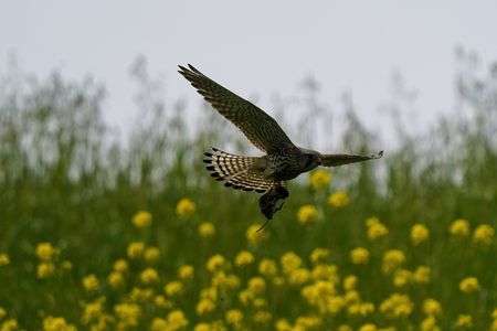 一生懸命に餌取