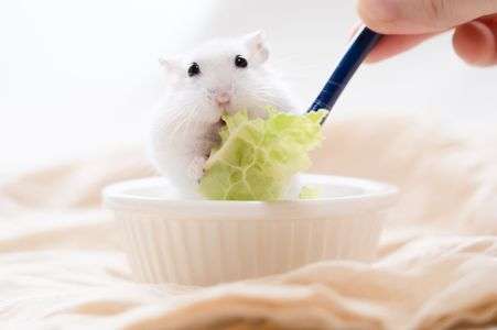 もちもちサラダ