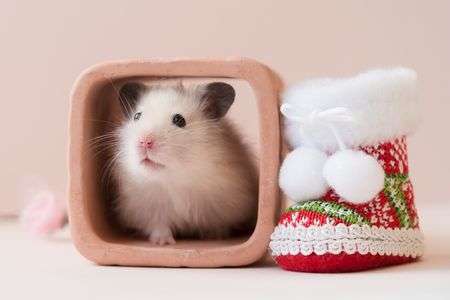 サンタさんお願いね