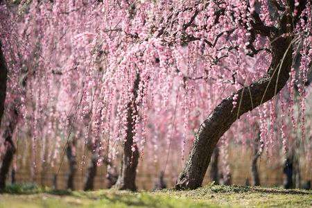 枝垂れ梅