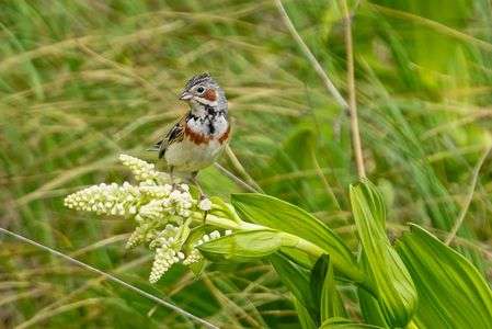 高原のホオアカ
