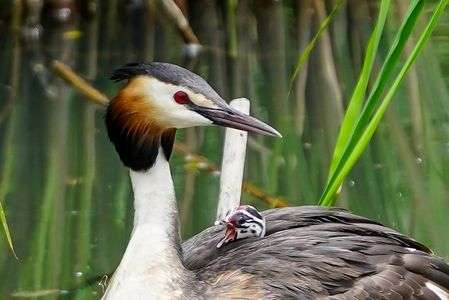 カンムリカイツブリの雛