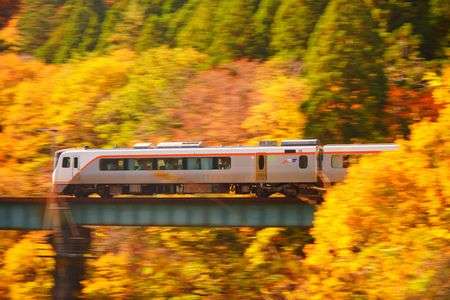 黄葉を駆け抜けて