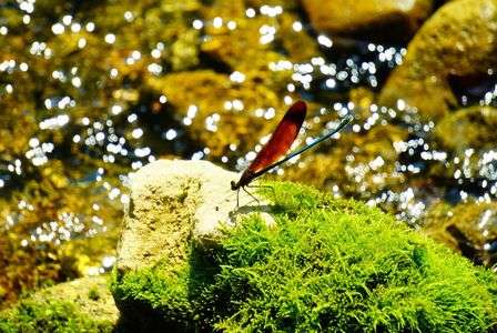 水辺に輝く紅の羽