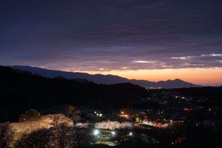 明日香村石舞台古墳夜桜ライトアップand光のメッセージ