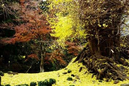 樹齢700年　銀杏