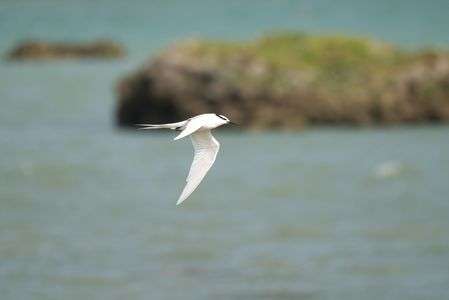 #エリグロアジサシ#