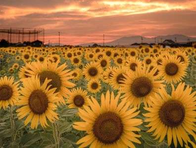 夕焼けのひまわり畑