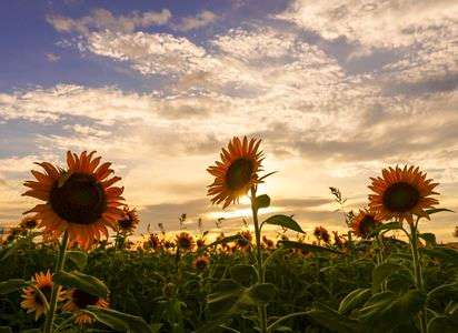 夕暮れのひまわり畑